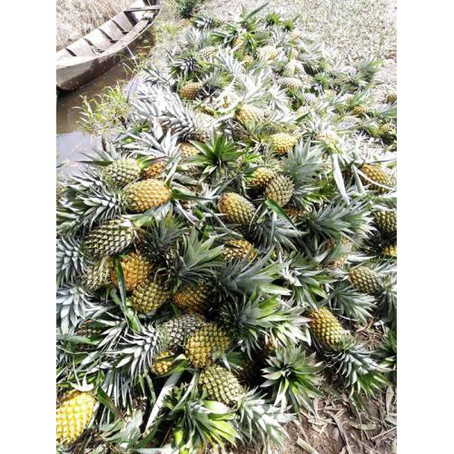 Kẹo Khóm – Vị Ngọt Nông Sản Kiên Giang